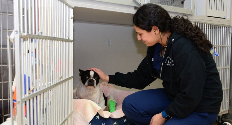 Pet Hospice Care | West Hills Animal Hospital & Emergency Center