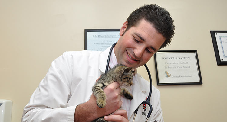Kitten Health Care at West Hills Animal Hospital