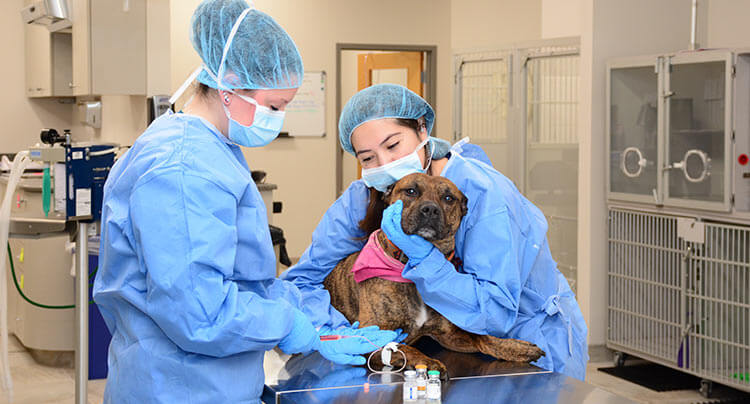 Veterinary Oncology services at West Hills Animal Hospital & Emergency Center, NY