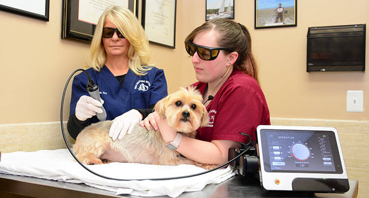 Pet Laser Therapy treatments at West Hills Animal Hospital