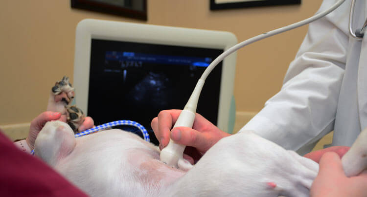 Pet Ultrasound services at West Hills Animal Hospital