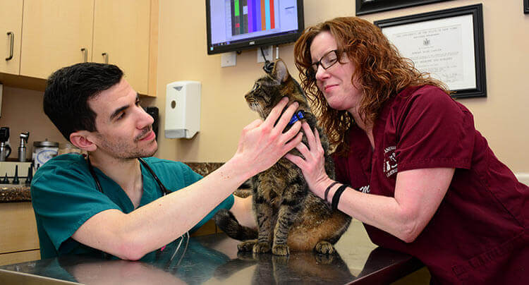Senior Cat Care at West Hills Animal Hospital