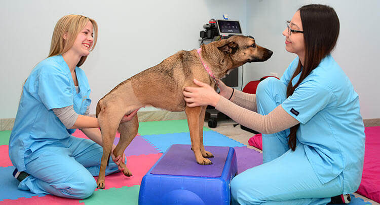 Pet Physical Therapy & Rehabilitation | West Hills Animal Hospital | NY