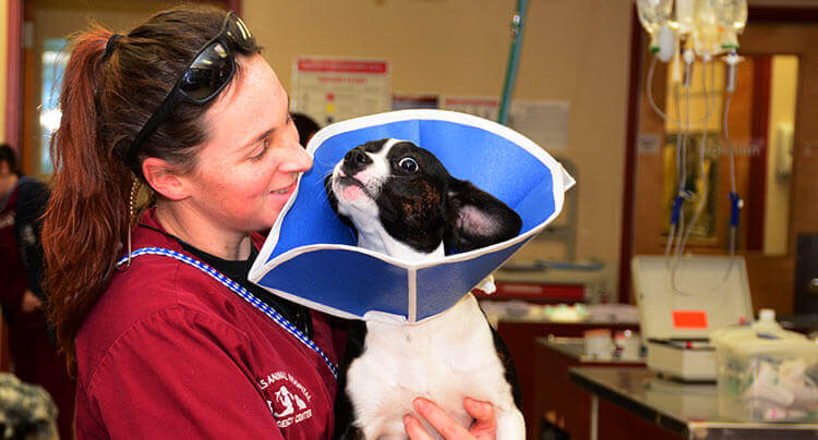 Pet Health FAQs | West Hills Animal Hospital & Emergency Center