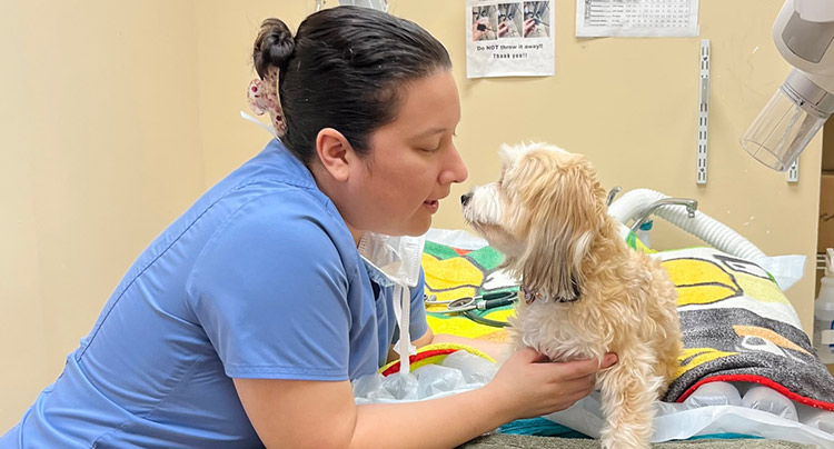 Sheila Cayetano, DVM | West Hills Animal Hospital and Emergency Center